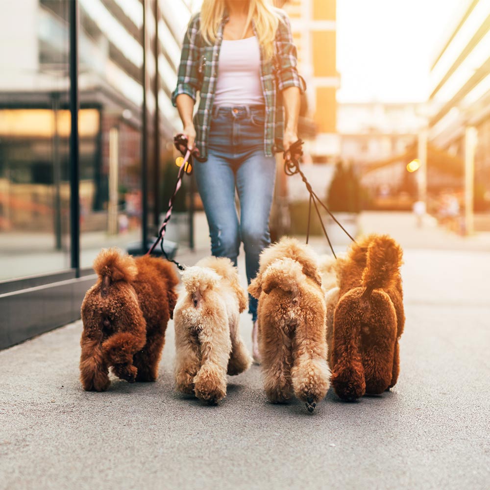 NEKMAR PET NUTRITION HRVATSKA - Program za uzgajivače